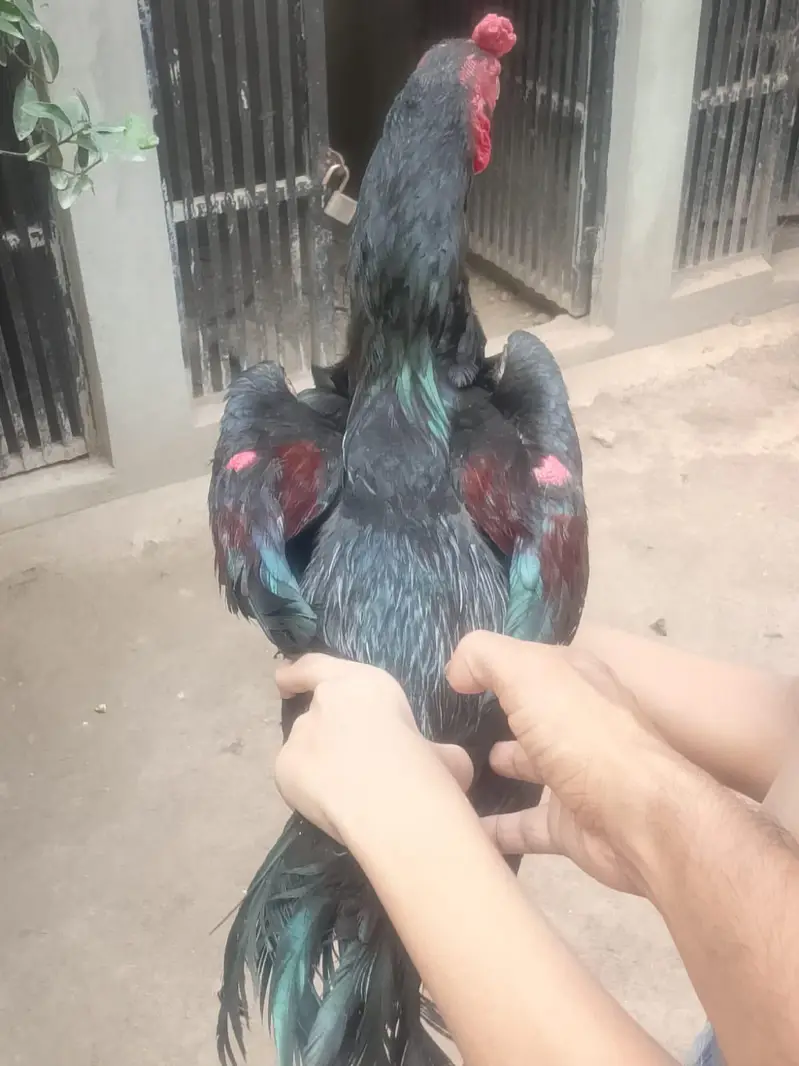 Aseel for sale — photo 2