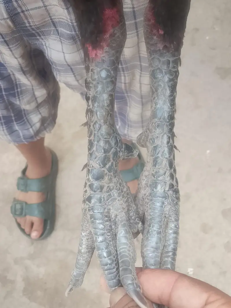 Aseel for sale — photo 5
