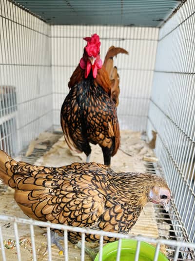 Golden Sebright silky bantam frizzle fancy pair Silki white grey