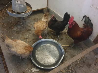 Ik desi murgaor , 3 desi murgiyan for sale        03008181321