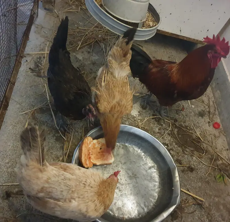 Ik desi murgaor , 3 desi murgiyan for sale        03008181321 — photo 2