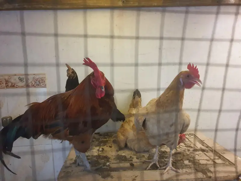 Ik desi murgaor , 3 desi murgiyan for sale        03008181321 — photo 3