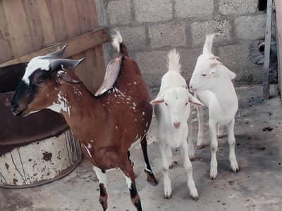bakri danto 4 hoo Gai 2 male kids age 4 month aik gulabii teddy danto4
