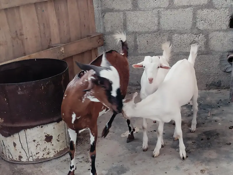 bakri danto 4 hoo Gai 2 male kids age 4 month aik gulabii teddy danto4 — photo 2