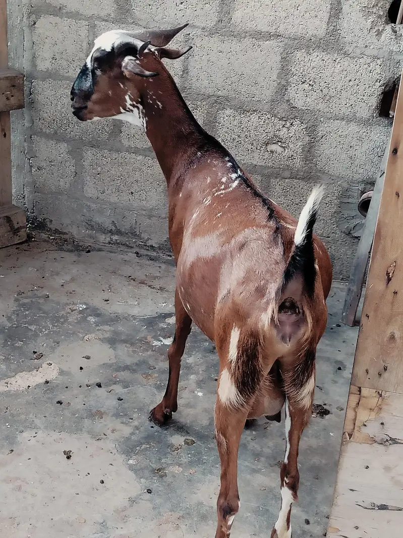 bakri danto 4 hoo Gai 2 male kids age 4 month aik gulabii teddy danto4 — photo 3