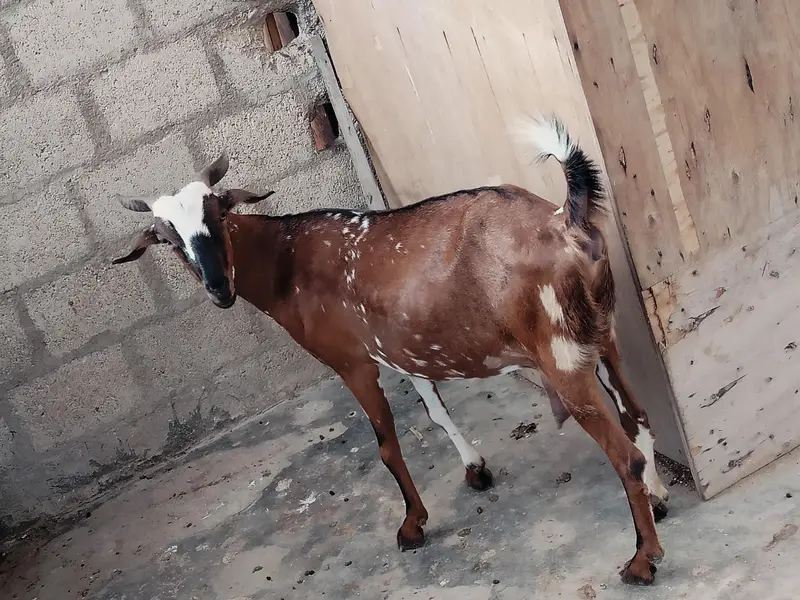 bakri danto 4 hoo Gai 2 male kids age 4 month aik gulabii teddy danto4 — photo 4