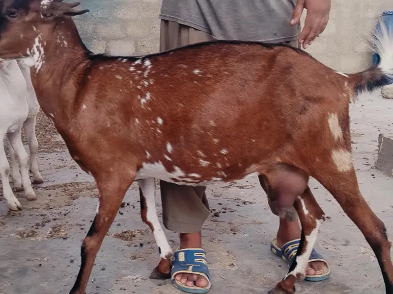 bakri danto 4 hoo Gai 2 male kids age 4 month aik gulabii teddy danto4 — photo 5