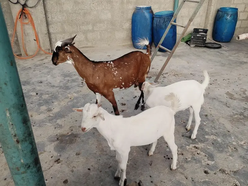 bakri danto 4 hoo Gai 2 male kids age 4 month aik gulabii teddy danto4 — photo 6