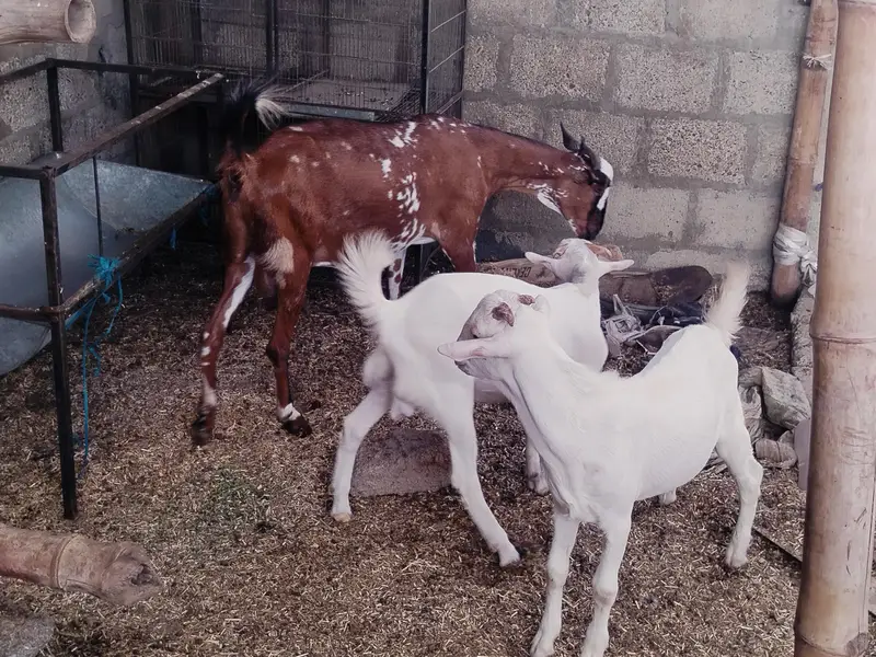 bakri danto 4 hoo Gai 2 male kids age 4 month aik gulabii teddy danto4 — photo 7