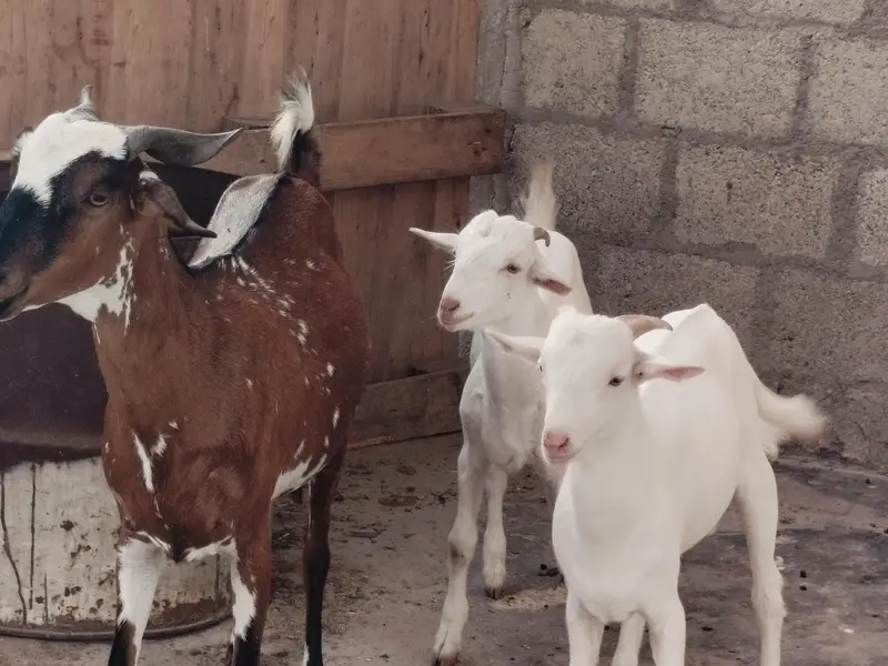 bakri danto 4 hoo Gai 2 male kids age 4 month aik gulabii teddy danto4 — photo 8