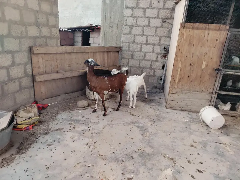 bakri danto 4 hoo Gai 2 male kids age 4 month aik gulabii teddy danto4 — photo 9