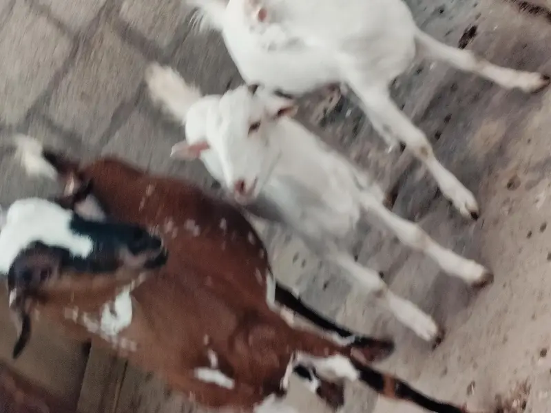 bakri danto 4 hoo Gai 2 male kids age 4 month aik gulabii teddy danto4 — photo 10