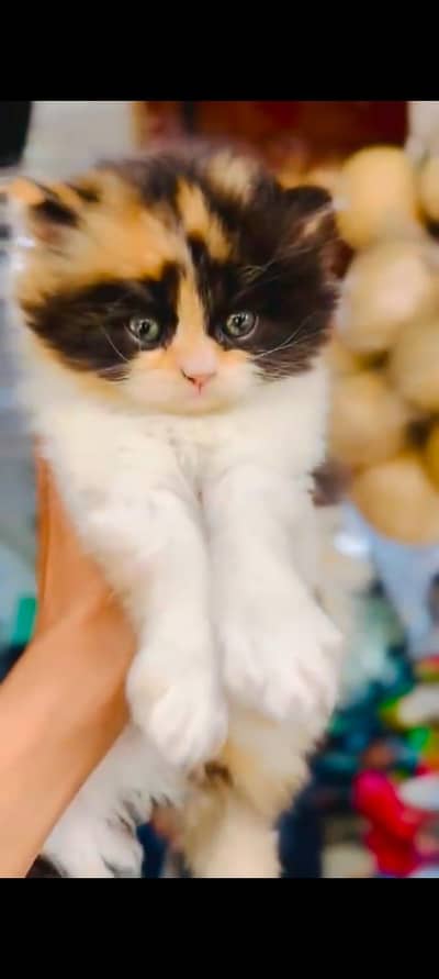 pure Persian cats vaccinated triple coated WhatsApp/0341/2761121/