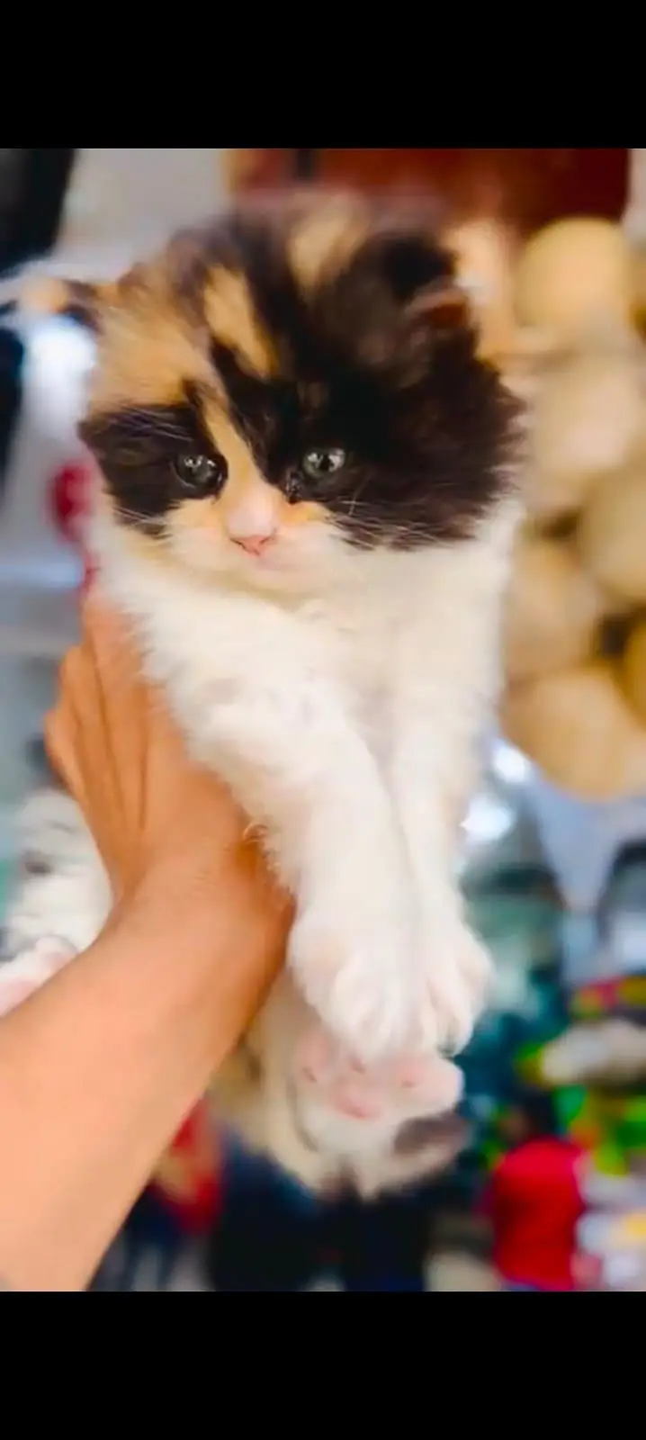 pure Persian cats vaccinated triple coated WhatsApp/0341/2761121/ — photo 2
