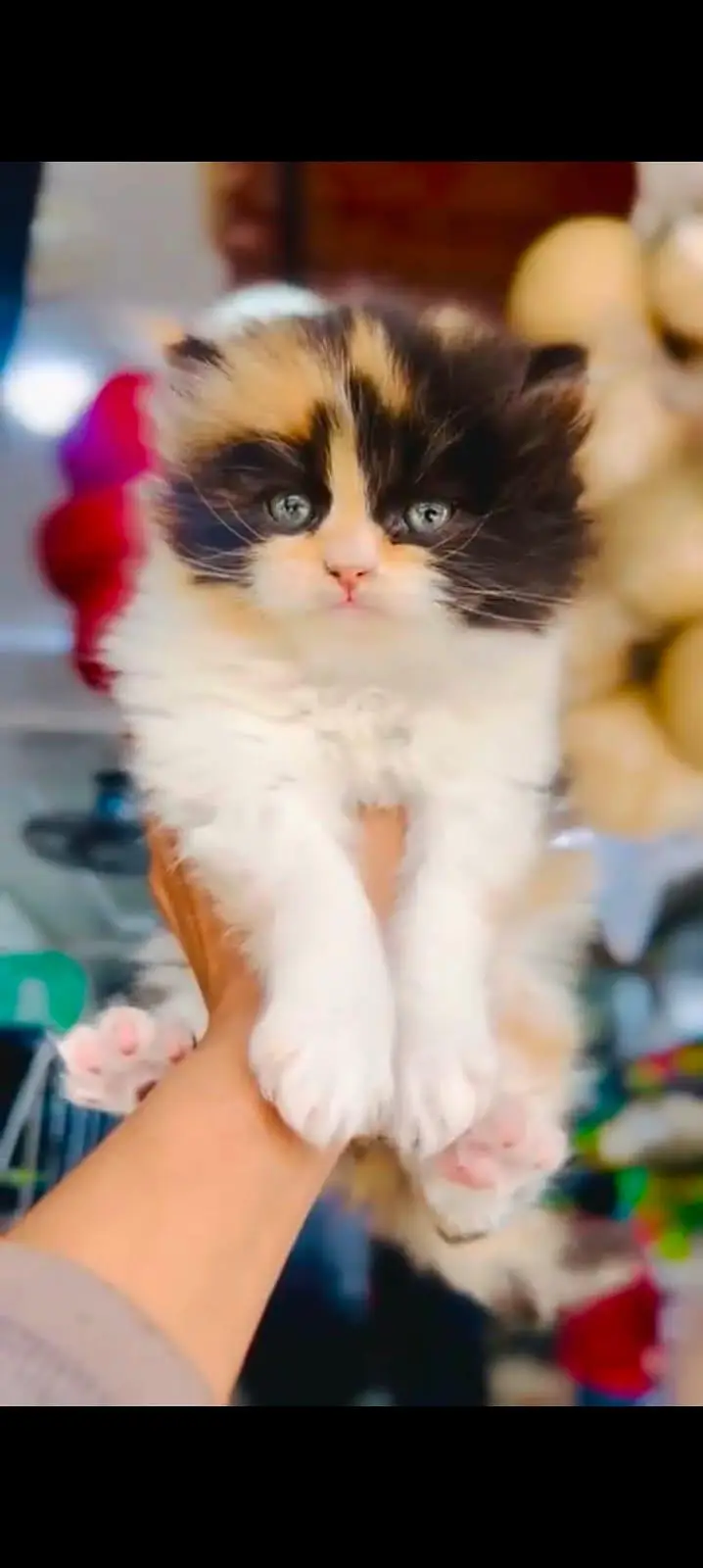 pure Persian cats vaccinated triple coated WhatsApp/0341/2761121/ — photo 3