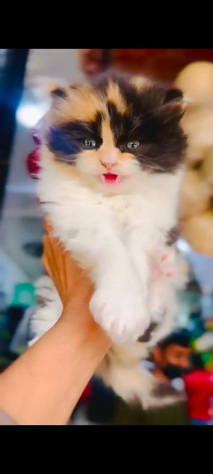 pure Persian cats vaccinated triple coated WhatsApp/0341/2761121/ — photo 4