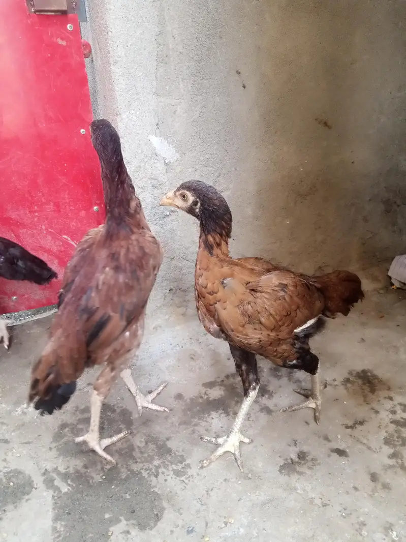 only serious buyers contect ib — photo 2