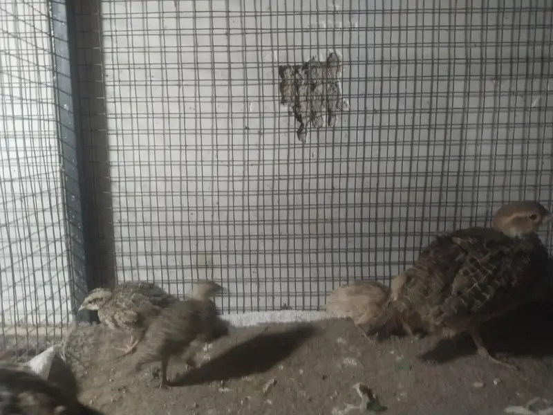 Dakni titer male female and chiks