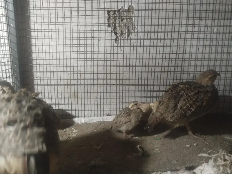 Dakni titer male female and chiks — photo 2