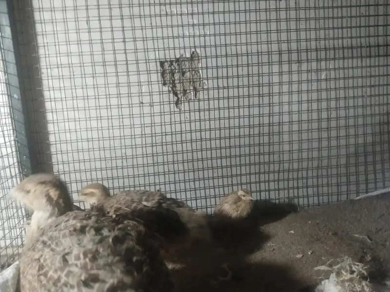 Dakni titer male female and chiks — photo 3