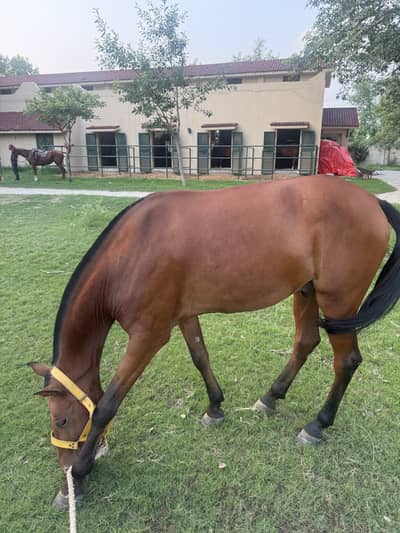 SELLING POLO HORSE