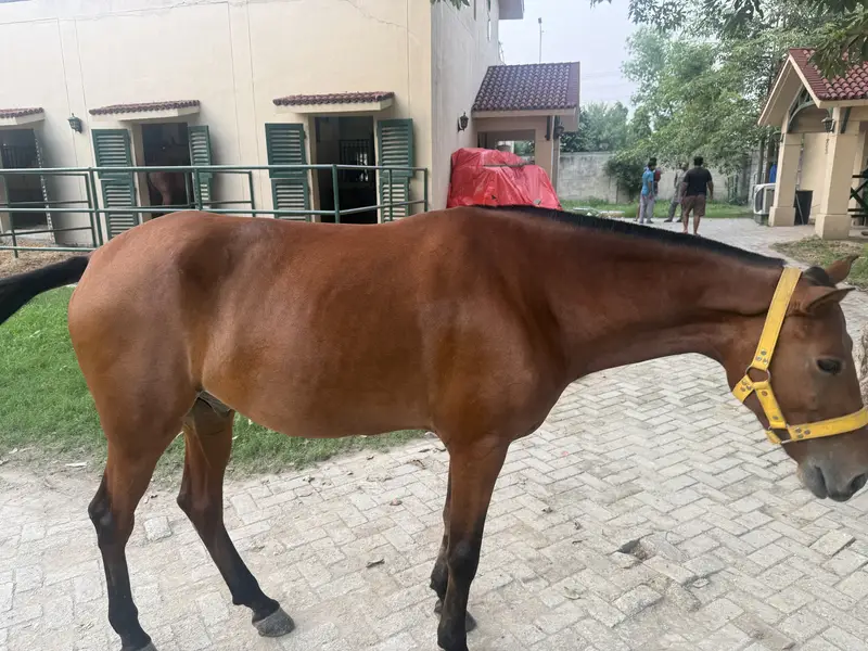 SELLING POLO HORSE — photo 2