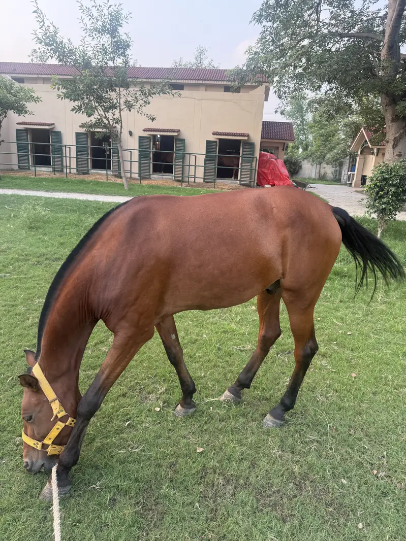 SELLING POLO HORSE — photo 3
