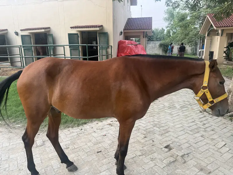 SELLING POLO HORSE — photo 4