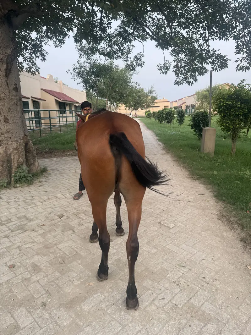 SELLING POLO HORSE — photo 5