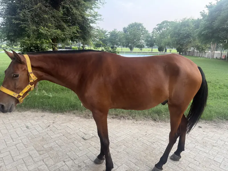 SELLING POLO HORSE — photo 6