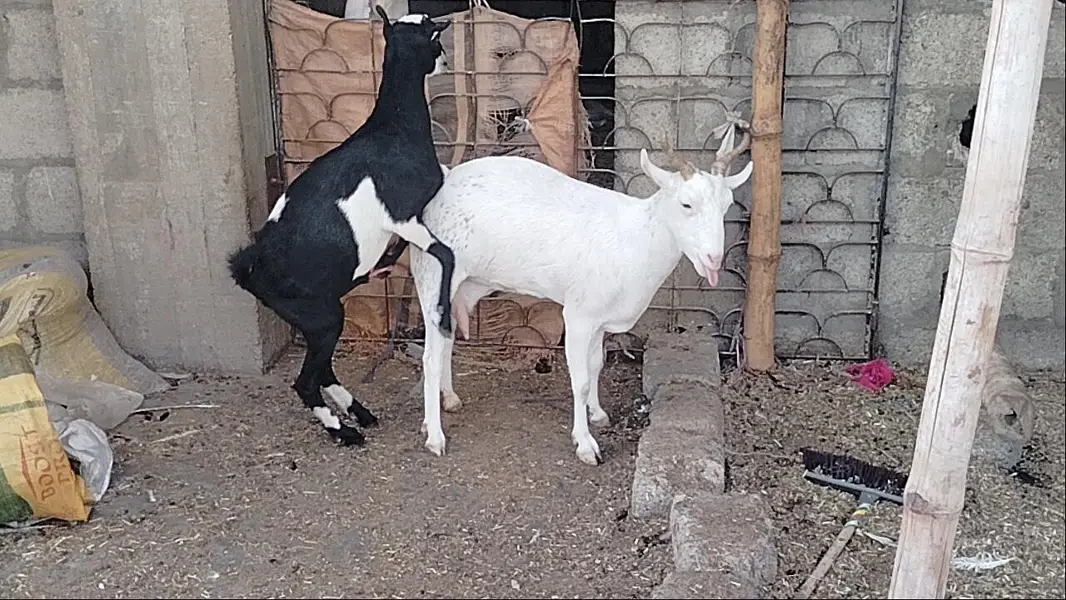 bakri danto 4 hoo Gai 2 male kids age 4 month aik gulabii teddy danto4 — photo 12