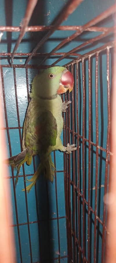 Alexander parrot