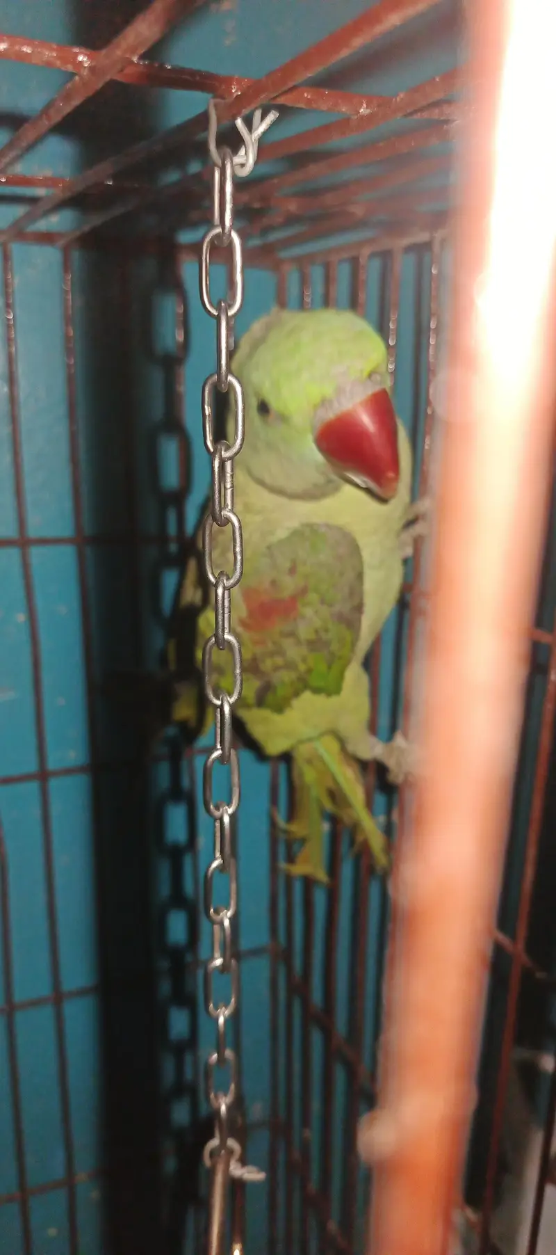 Alexander parrot — photo 2