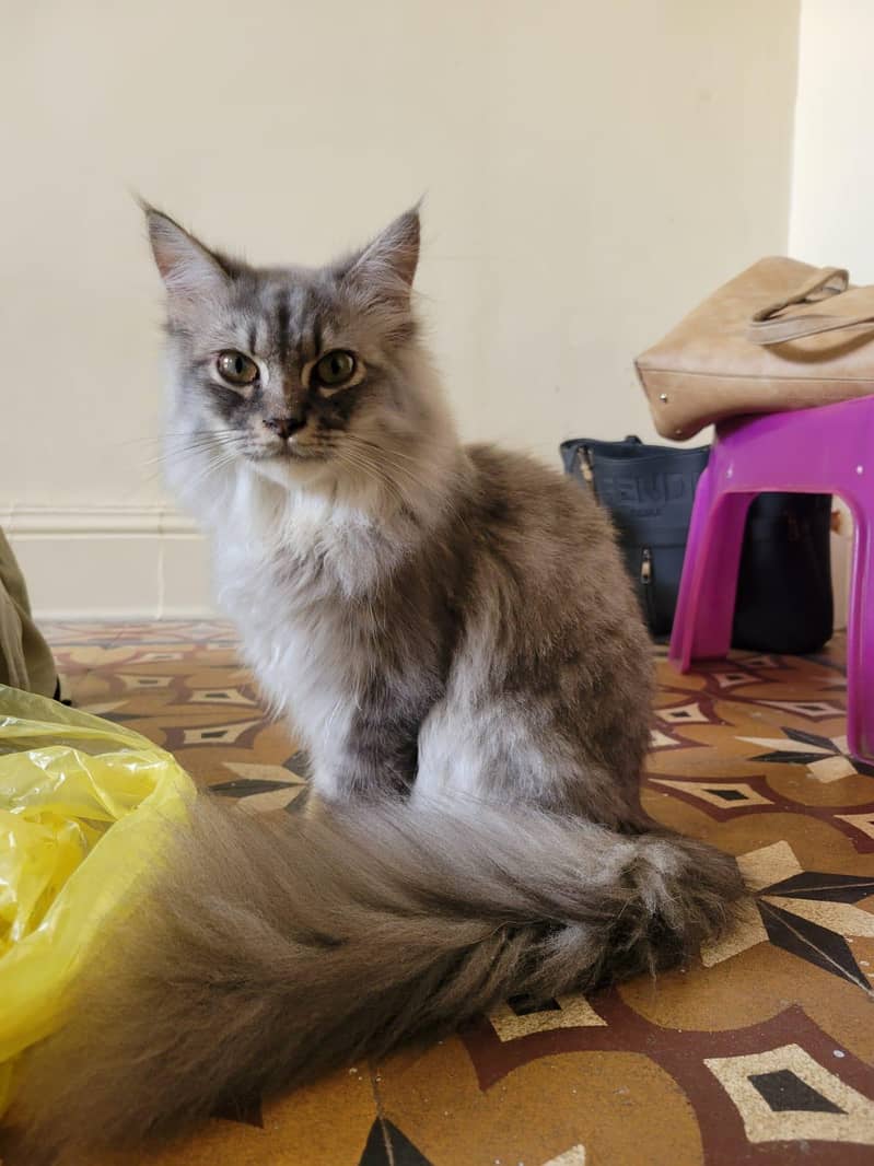 cat adoption 0