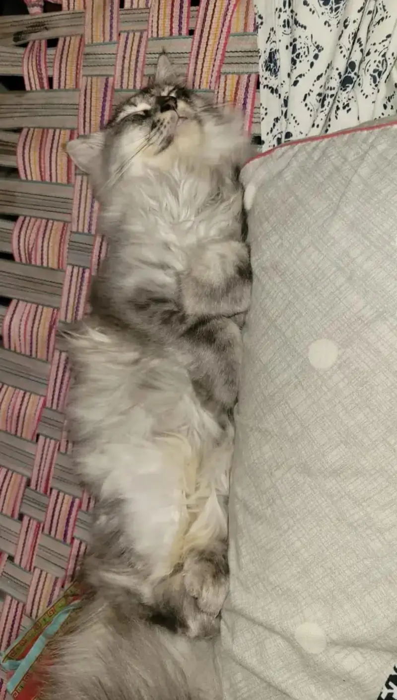 cat adoption — photo 3