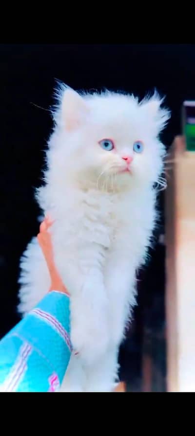 pure Persian cats vaccinated triple coated WhatsApp/0341/2761121/