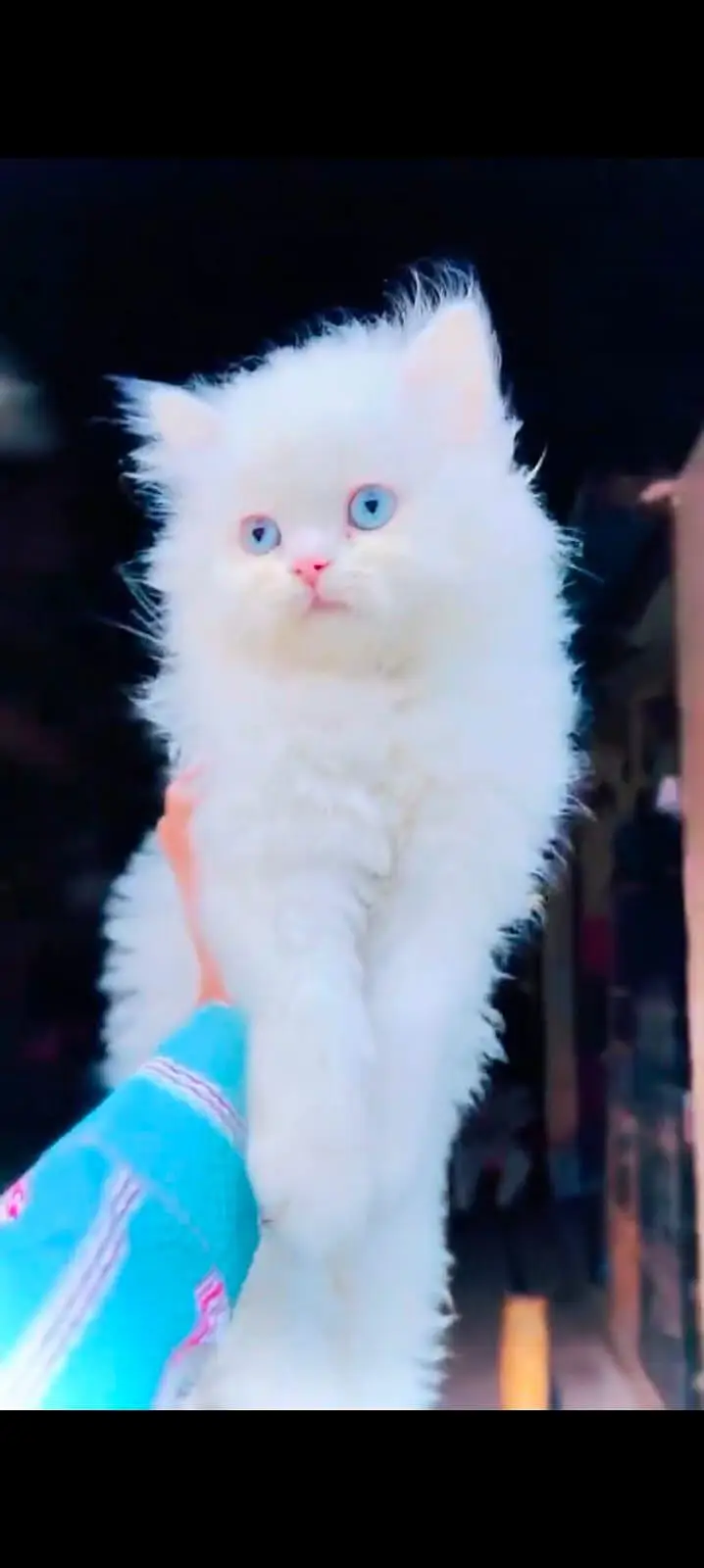pure Persian cats vaccinated triple coated WhatsApp/0341/2761121/ — photo 2