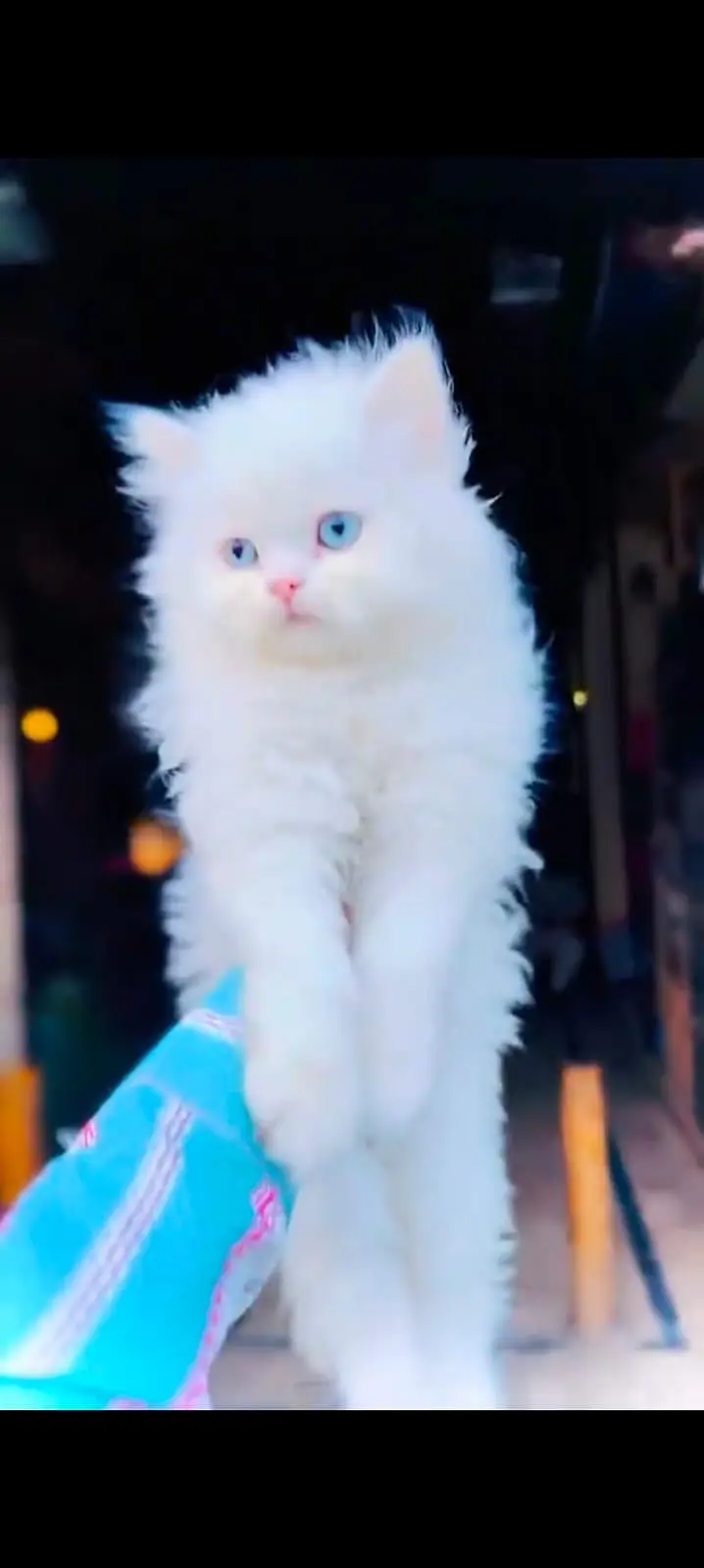 pure Persian cats vaccinated triple coated WhatsApp/0341/2761121/ — photo 3