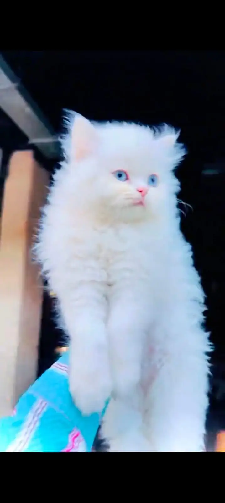 pure Persian cats vaccinated triple coated WhatsApp/0341/2761121/ — photo 4
