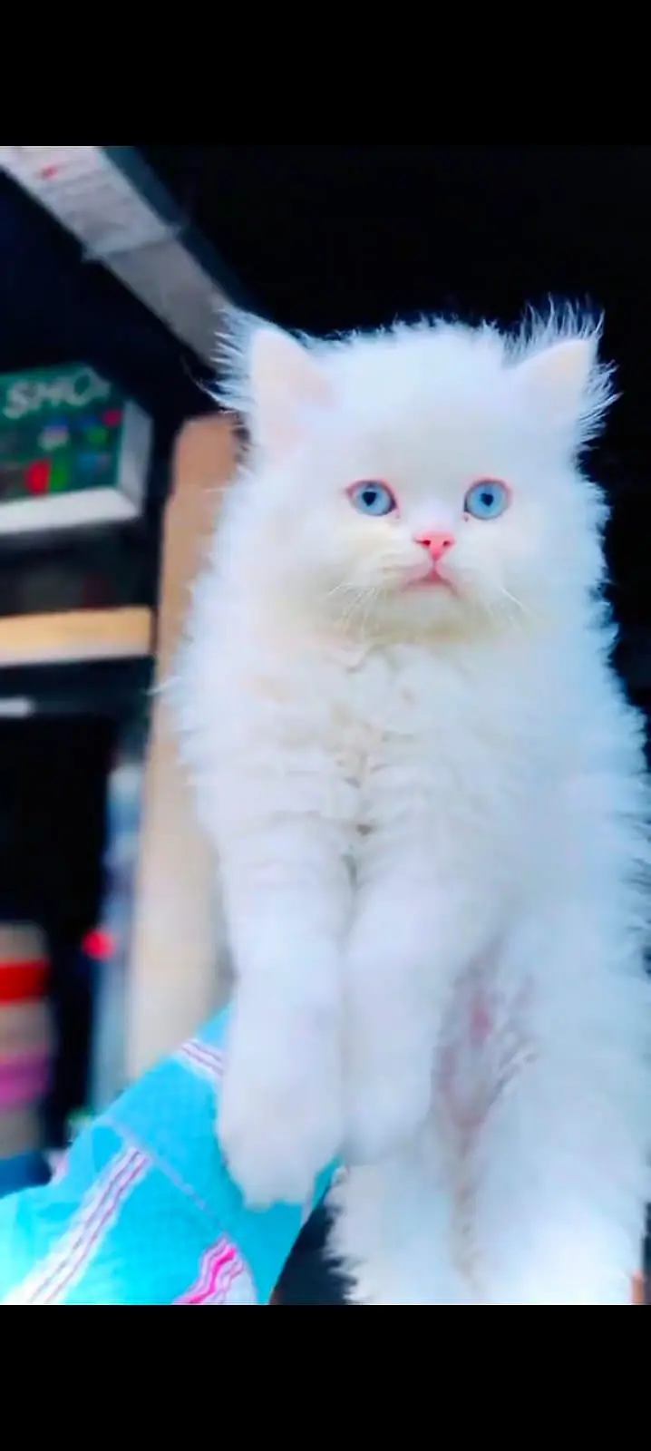 pure Persian cats vaccinated triple coated WhatsApp/0341/2761121/ — photo 5