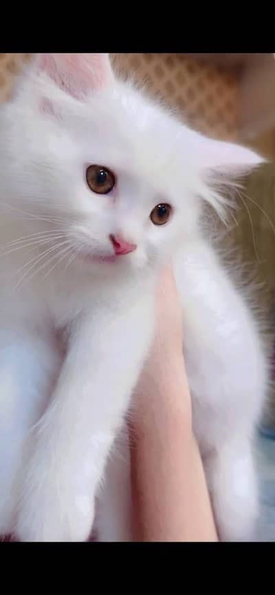 Pretty white kitty