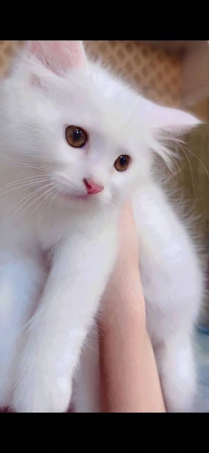Pretty white kitty 0