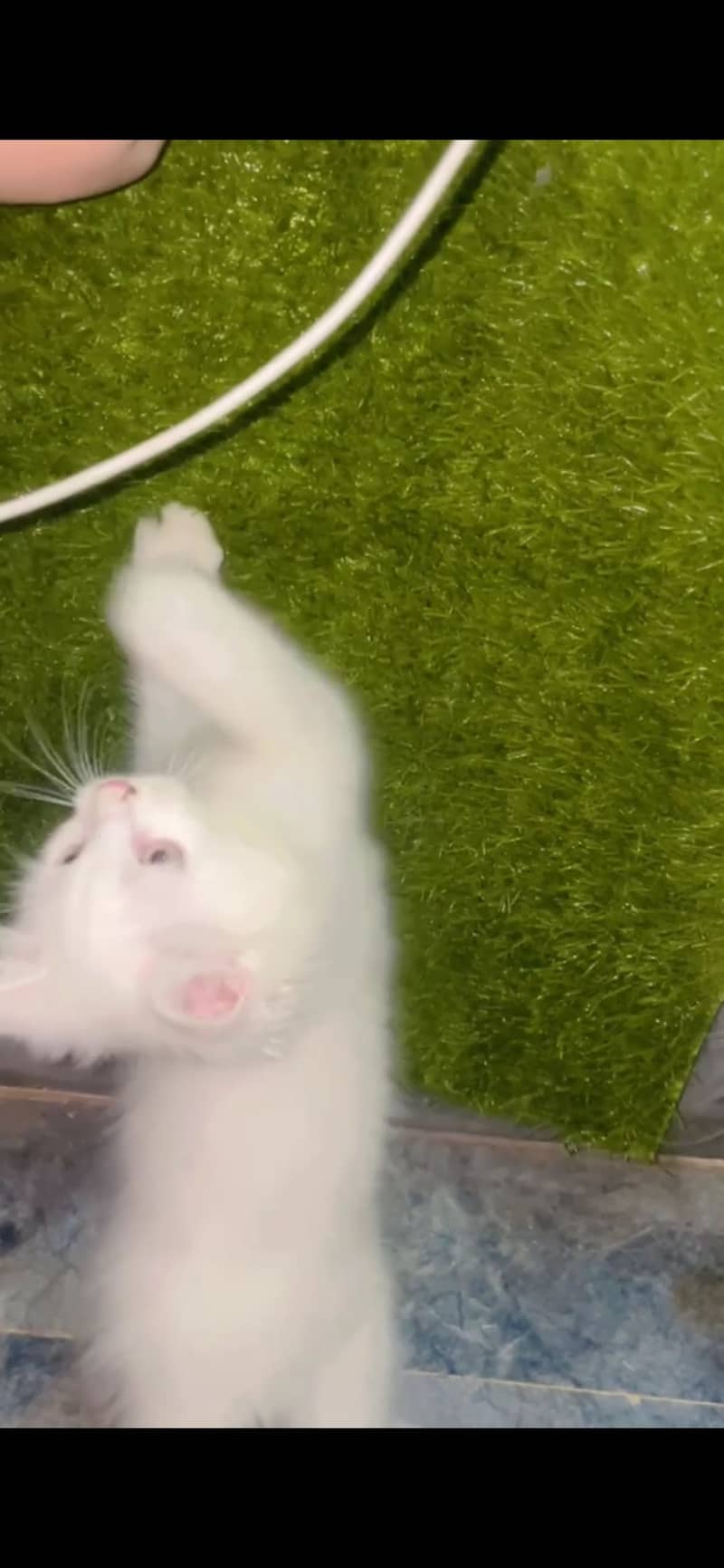 Pretty white kitty 1
