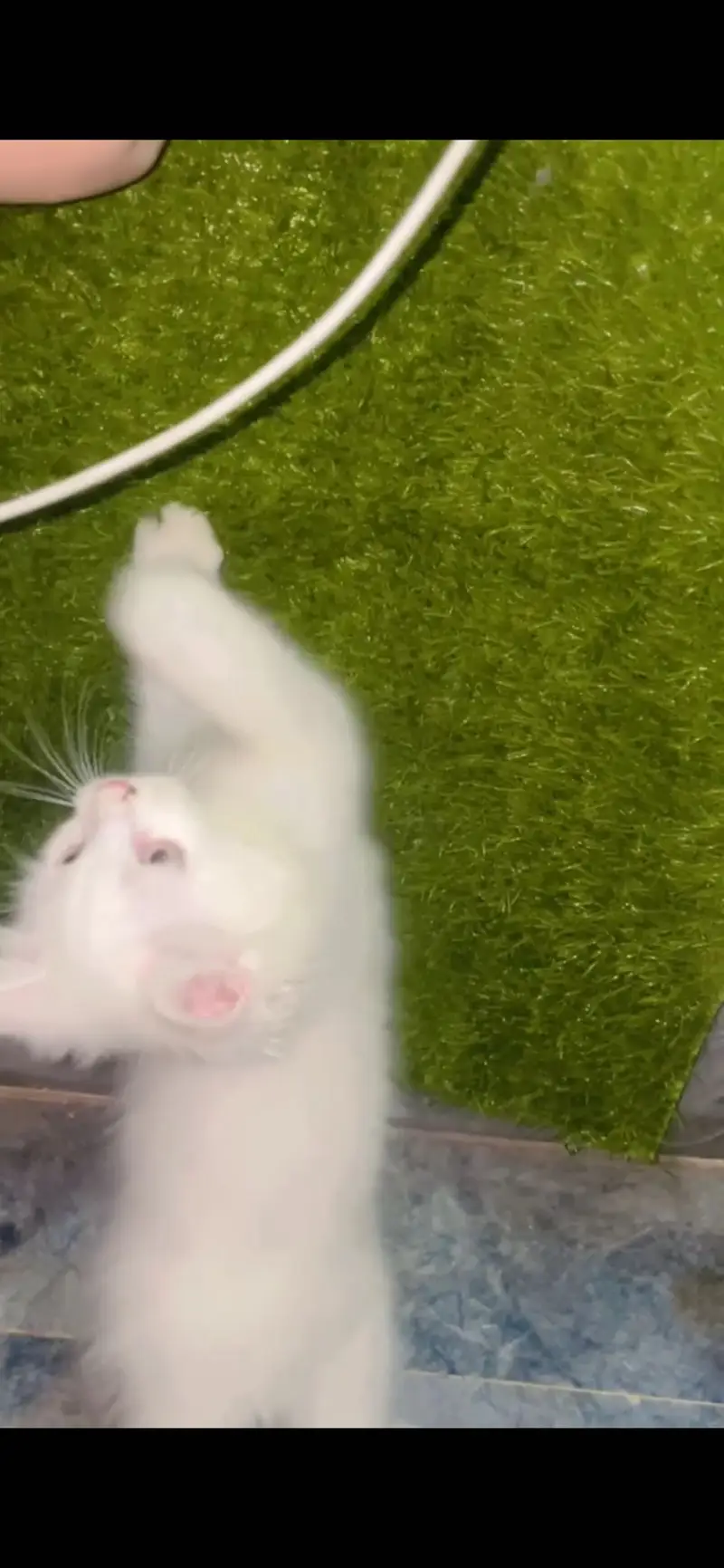 Pretty white kitty — photo 2