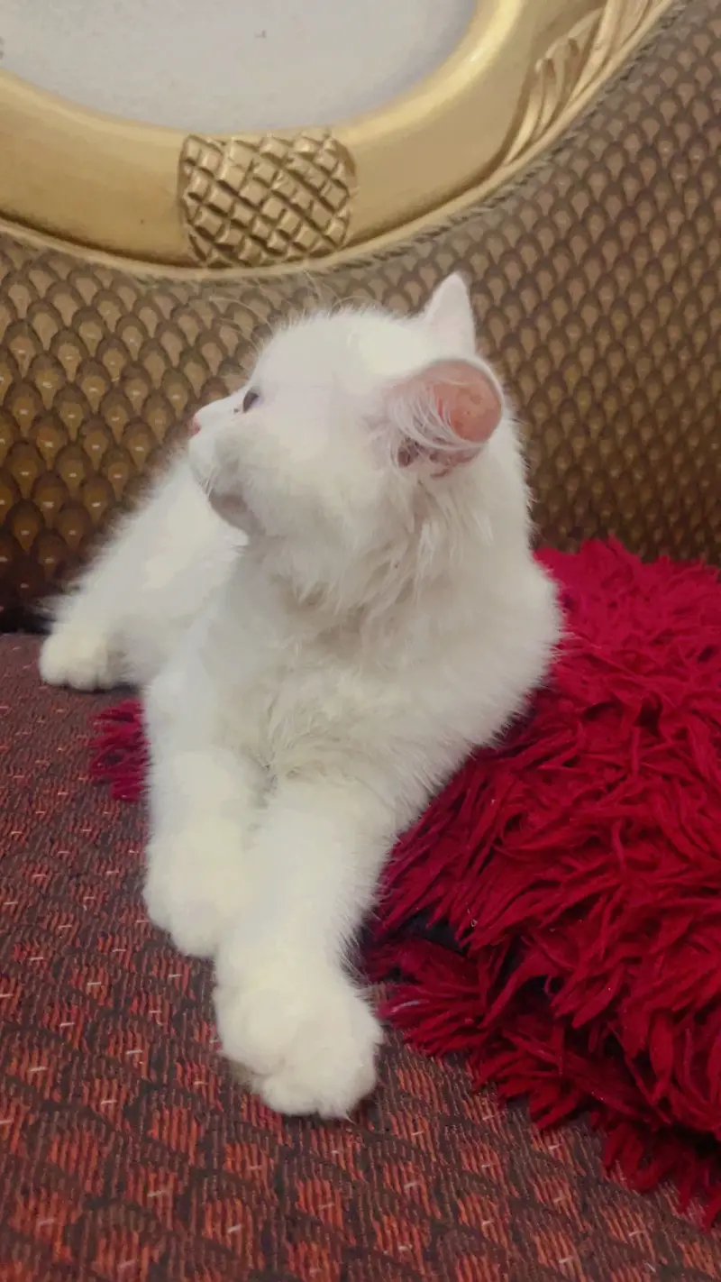 Pretty white kitty — photo 3