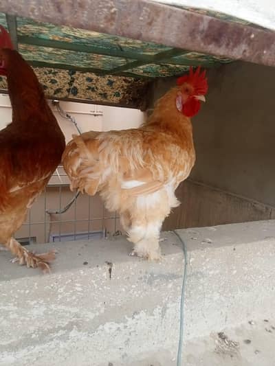 lemon buff and buff and Desi cross male