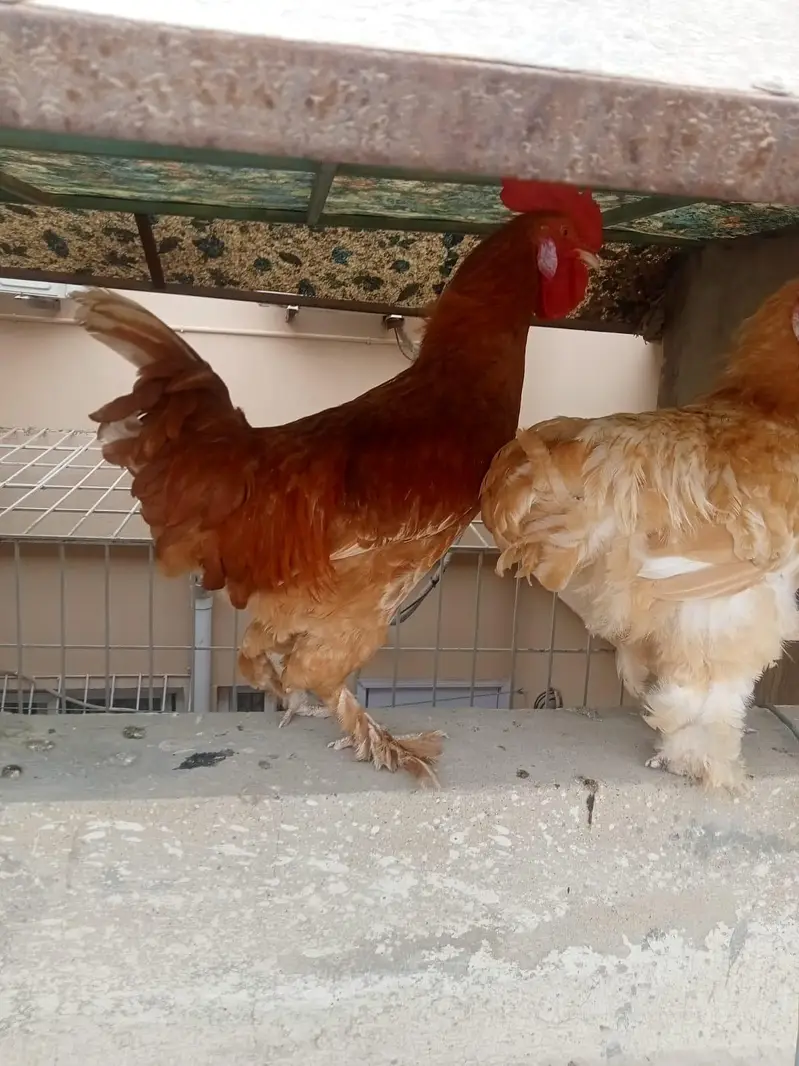 lemon buff and buff and Desi cross male — photo 2