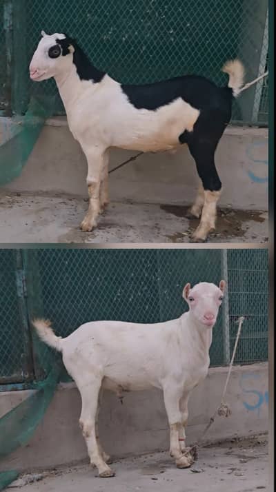 gulabi teddy goat bakra (bakri breeder) tedy teda