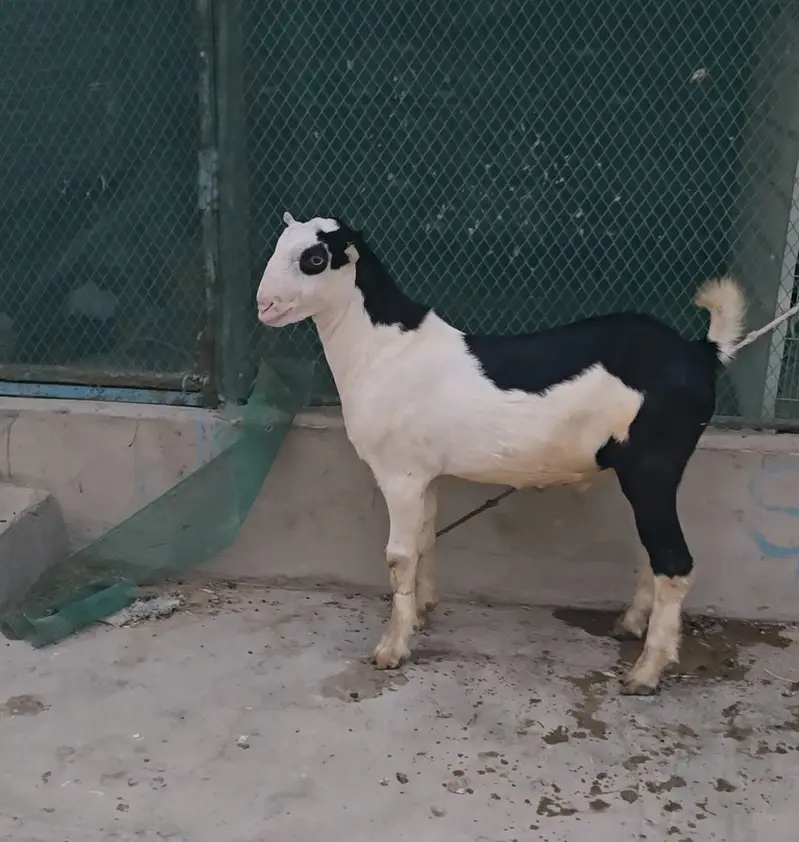 gulabi teddy goat bakra (bakri breeder) tedy teda — photo 2