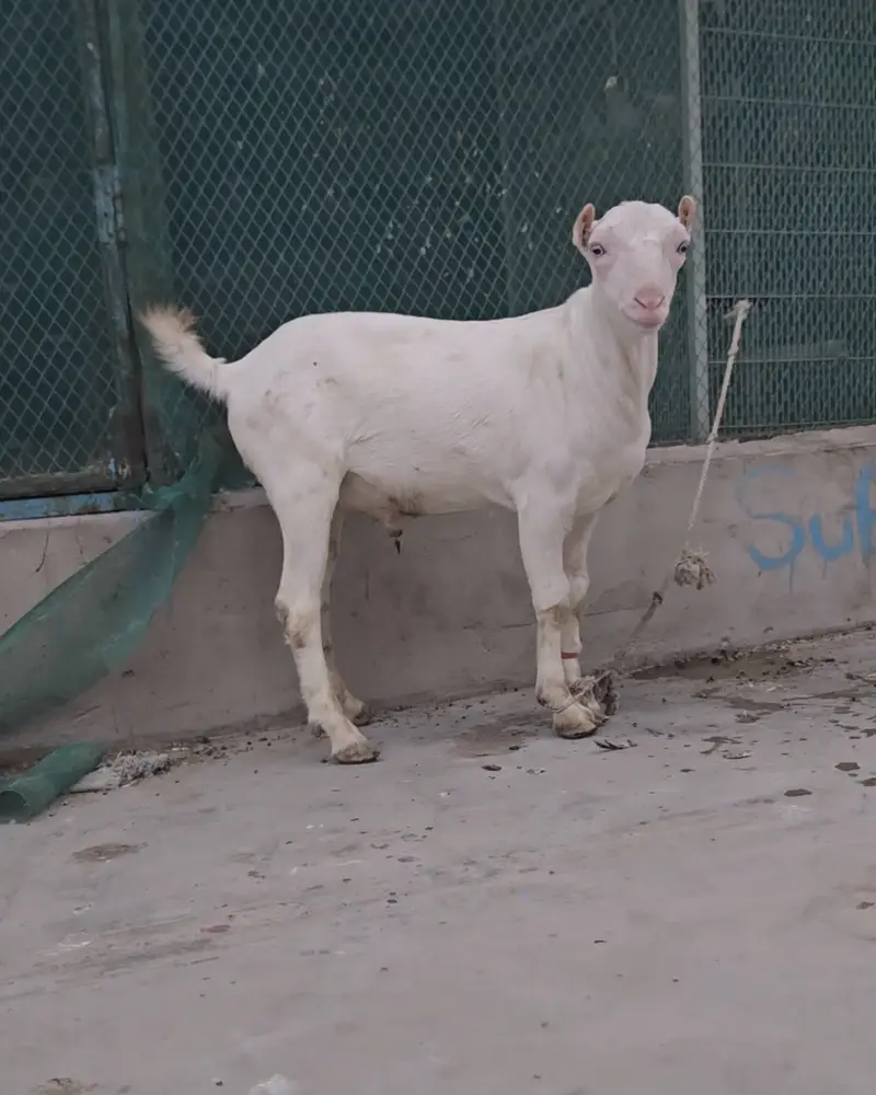 gulabi teddy goat bakra (bakri breeder) tedy teda — photo 3